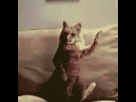 https://image.noelshack.com/fichiers/2013/20/1368730939-tumblr-li29mlnek51qb026p.gif