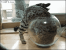 https://image.noelshack.com/fichiers/2013/20/1368785445-cat-climbs-into-fish-bowl.gif