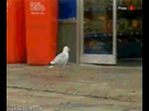 https://image.noelshack.com/fichiers/2013/20/1368818776-funny-gif-seagull-stealing-doritos.gif