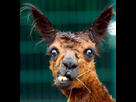 https://image.noelshack.com/fichiers/2013/20/1368852135-lama-bizarre022.jpg