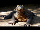 https://image.noelshack.com/fichiers/2013/20/1368911427-dragon-komodo-photo-ile-sonde.jpg