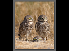 https://www.noelshack.com/2013-20-1368975798-burrowing-owls-18.jpg