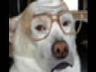https://image.noelshack.com/fichiers/2013/21/1369068432-garysh.gif