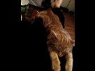https://image.noelshack.com/fichiers/2013/21/1369075817-iphone-image-05-20-2013.jpg