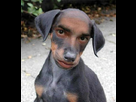 https://image.noelshack.com/fichiers/2013/21/1369152009-chien-bizarre.jpeg