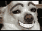 https://image.noelshack.com/fichiers/2013/21/1369170969-le-chien.gif