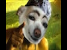 https://image.noelshack.com/fichiers/2013/21/1369217930-zoophilhish.jpeg