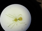 https://image.noelshack.com/fichiers/2013/21/1369299037-ah3-corinnidae.jpg