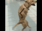 https://image.noelshack.com/fichiers/2013/21/1369434749-krmh.gif