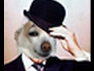 https://image.noelshack.com/fichiers/2013/21/1369471044-le-chien-gif.jpg