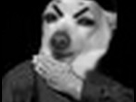 https://image.noelshack.com/fichiers/2013/21/1369472181-quenelle-epaulee-gif.jpg