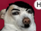 https://image.noelshack.com/fichiers/2013/21/1369484431-macvince-gif.png