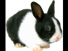 https://image.noelshack.com/fichiers/2013/22/1369661755-lapin-anin.jpg
