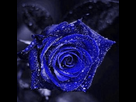 https://image.noelshack.com/fichiers/2013/22/1370178095-rose-bleue.png