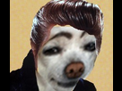 https://image.noelshack.com/fichiers/2013/23/1370420529-imgelvis-presley3.jpeg