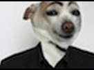 https://image.noelshack.com/fichiers/2013/24/1370868101-morandinhish-gif.jpg