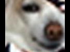 https://image.noelshack.com/fichiers/2013/24/1370873280-1369570248-le-chien-gif.jpg
