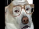 https://image.noelshack.com/fichiers/2013/24/1370935457-1368396259-garysh.gif