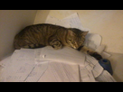 https://image.noelshack.com/fichiers/2013/24/1371055410-iphone-image-06-12-2013.jpg