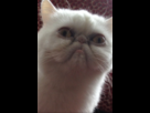 https://image.noelshack.com/fichiers/2013/24/1371060917-blovxorcaaaigkn.png