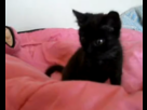 https://image.noelshack.com/fichiers/2013/24/1371387929-chatonnnn.png