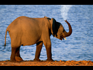 https://image.noelshack.com/fichiers/2013/25/1371468602-elephant-16.jpg