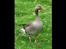 https://image.noelshack.com/fichiers/2013/25/1371558858-250px-greylag-goose-anser-anser.jpg