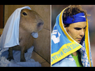 https://image.noelshack.com/fichiers/2013/25/1371766236-capybaras-rafael-nadal-2.jpg