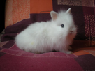 https://image.noelshack.com/fichiers/2013/26/1372100775-photo2391.jpg