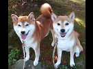 https://www.noelshack.com/2013-26-1372186786-shiba-inu-au-japon-difference.jpg