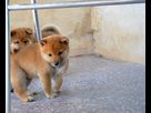 https://www.noelshack.com/2013-26-1372188944-kuma-chayan-freres-shiba-inu.jpg