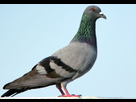https://image.noelshack.com/fichiers/2013/26/1372238788-pigeonducomunio-1362558292-b.jpg