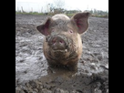 https://image.noelshack.com/fichiers/2013/26/1372331720-cochon-boue.jpg
