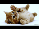 https://image.noelshack.com/fichiers/2013/27/1372923308-chaton.jpg