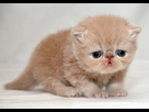 https://image.noelshack.com/fichiers/2013/27/1373183088-sad-kitten.jpg