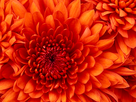 https://image.noelshack.com/fichiers/2013/27/1373209135-chrysanthemum.jpg