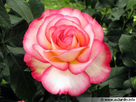 https://image.noelshack.com/fichiers/2013/29/1374411192-rosa-fleur-540x405.jpg
