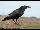 https://image.noelshack.com/fichiers/2013/30/1374500065-grand-corbeau-fem-ad-1b-02022008-ouessant.jpg