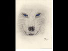 https://image.noelshack.com/fichiers/2013/30/1374516033-white-wolf.jpg