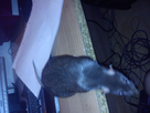 https://image.noelshack.com/fichiers/2013/30/1374878003-dsc-0007.jpg