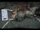 https://image.noelshack.com/fichiers/2013/30/1374878486-rat-mort.jpg