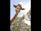 https://image.noelshack.com/fichiers/2013/31/1375359216-peekaboo-giraffe.jpg