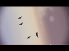 https://image.noelshack.com/fichiers/2013/31/1375475366-capture-15.png