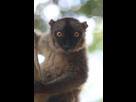 https://image.noelshack.com/fichiers/2013/31/1375559763-2282l-maki-eulemur-fulvus.jpg