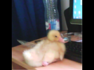 https://image.noelshack.com/fichiers/2013/31/1375621419-photo-de-moi-6.png