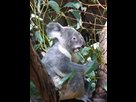 https://image.noelshack.com/fichiers/2013/32/1375713723-pour-notre-koala-cherie.jpg