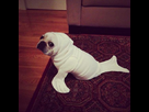 https://image.noelshack.com/fichiers/2013/32/1376131591-3152703238-1-2-neg5zrkq.jpg