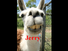 https://image.noelshack.com/fichiers/2013/33/1376679250-jerry-lama.jpg
