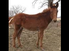 https://image.noelshack.com/fichiers/2013/33/1376756726-mule.jpg