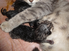 https://image.noelshack.com/fichiers/2013/33/1376814329-petits-chats.jpg
